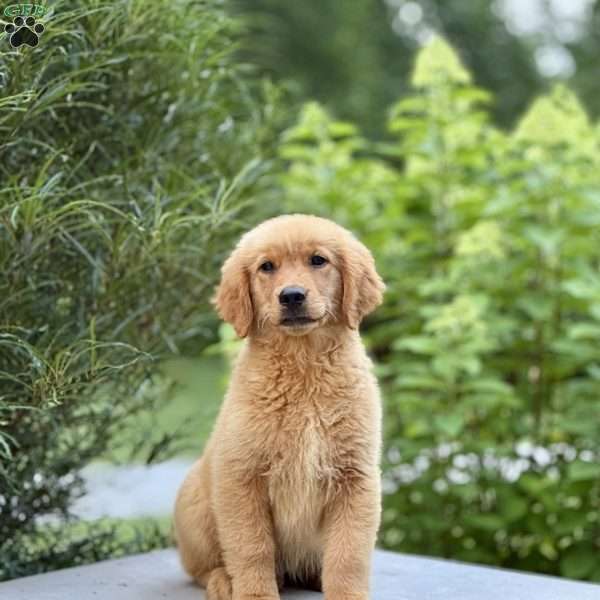 Jesse, Golden Retriever Puppy